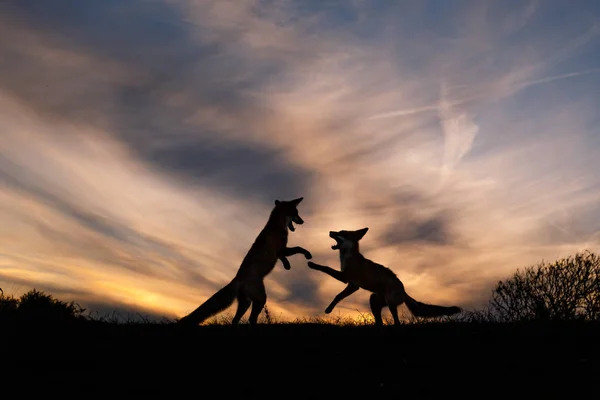 Red fox silhouet — Stockfoto