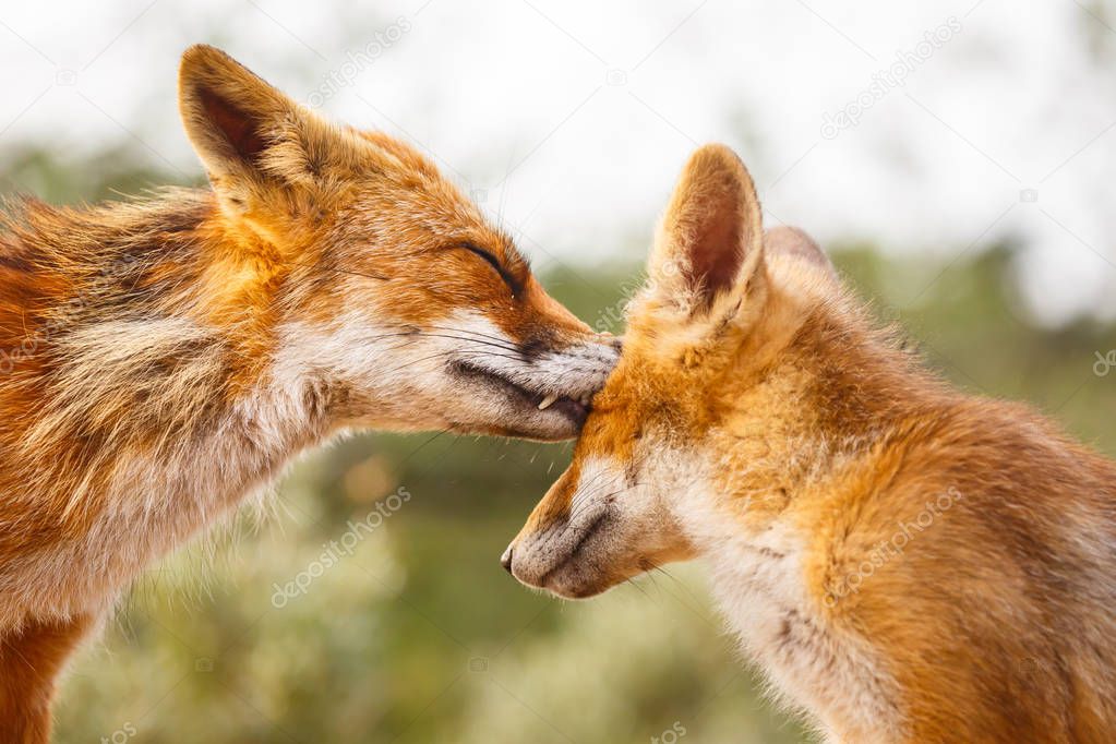 wild red young foxes in natural habitat