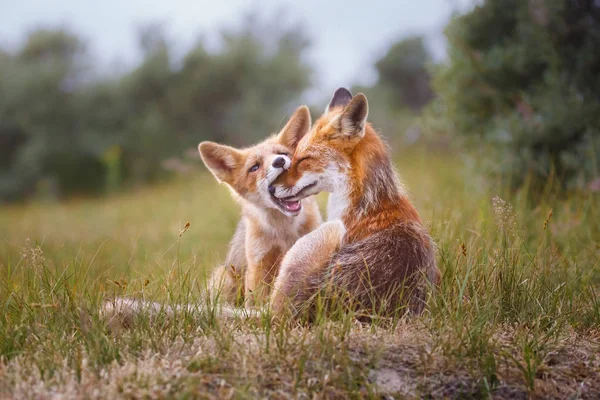 Raposas Jovens Vermelhas Selvagens Habitat Natural — Fotografia de Stock