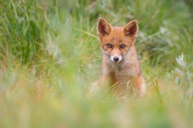 Sevimli kırmızı tilki yavrusu yeşil çayır üzerinde