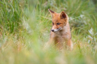 Sevimli kırmızı tilki yavrusu yeşil çayır üzerinde