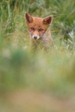 Sevimli kırmızı tilki yavrusu yeşil çayır üzerinde