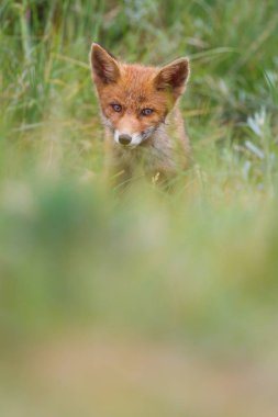 Sevimli kırmızı tilki yavrusu yeşil çayır üzerinde
