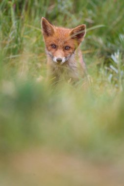 Sevimli kırmızı tilki yavrusu yeşil çayır üzerinde