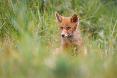 Sevimli kırmızı tilki yavrusu yeşil çayır üzerinde