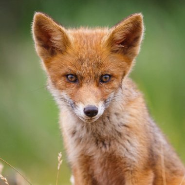 Sevimli kırmızı tilki yavrusu yeşil çayır üzerinde