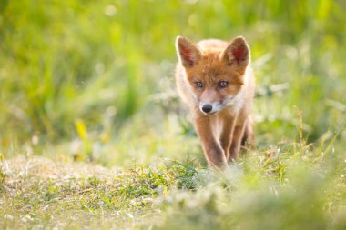 Sevimli kırmızı tilki yavrusu yeşil çayır üzerinde
