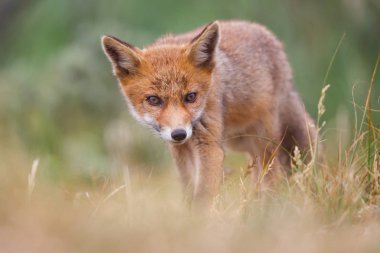 Sevimli kırmızı tilki yavrusu yeşil çayır üzerinde
