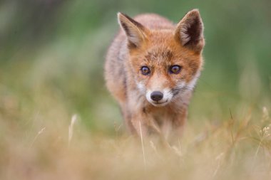 Sevimli kırmızı tilki yavrusu yeşil çayır üzerinde