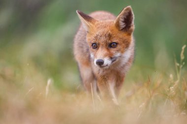 Sevimli kırmızı tilki yavrusu yeşil çayır üzerinde