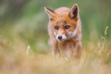Sevimli kırmızı tilki yavrusu yeşil çayır üzerinde