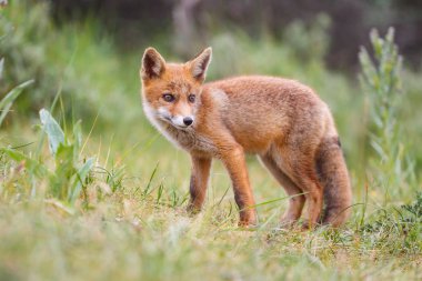 Sevimli kırmızı tilki yavrusu yeşil çayır üzerinde