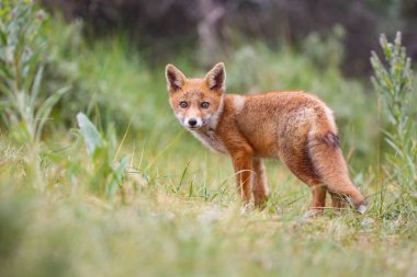 Sevimli kırmızı tilki yavrusu yeşil çayır üzerinde