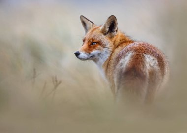 Doğal yaşam alanı içinde şirin kızıl tilki