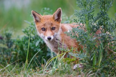 Sevimli kırmızı tilki yavrusu yeşil çalılar yakınındaki