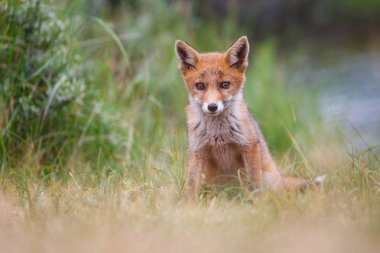 Sevimli kırmızı tilki yavrusu yeşil çayır üzerinde