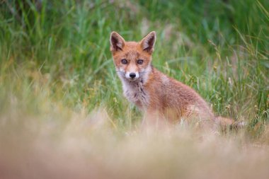 Sevimli kırmızı tilki yavrusu yeşil çayır üzerinde