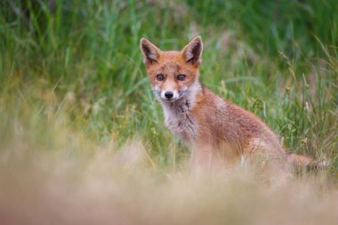 Sevimli kırmızı tilki yavrusu yeşil çayır üzerinde