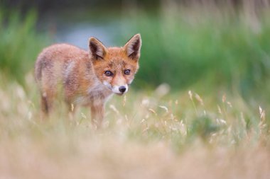 Sevimli kırmızı tilki yavrusu yeşil çayır üzerinde