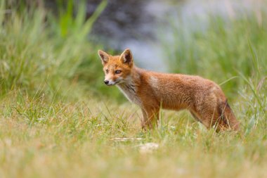 Sevimli kırmızı tilki yavrusu yeşil çayır üzerinde