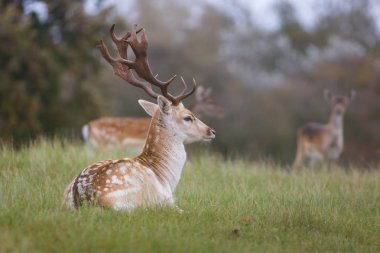 yeşil çayır üzerinde güzel alageyik