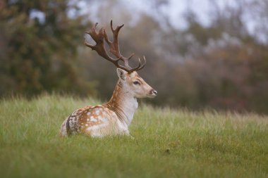 yeşil çayır üzerinde güzel alageyik