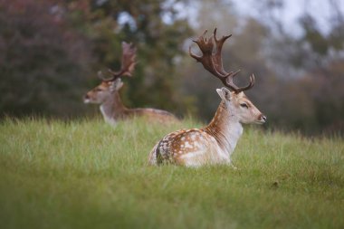 yeşil çayır üzerinde güzel alageyik