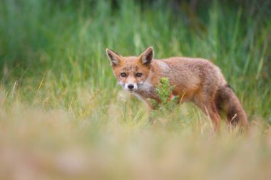 Sevimli kırmızı tilki yavrusu yeşil çayır üzerinde