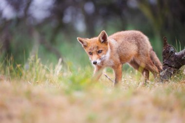Sevimli kırmızı tilki yavrusu yeşil çayır üzerinde