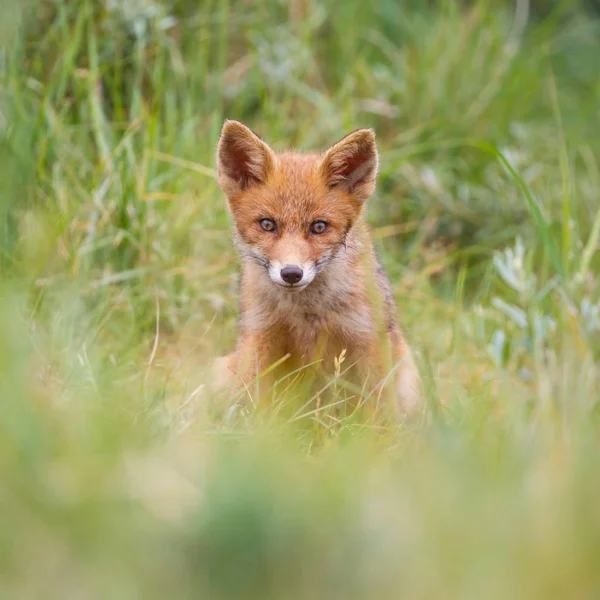 Lindo Cachorro Zorro Rojo Pradera Verde — Foto de Stock