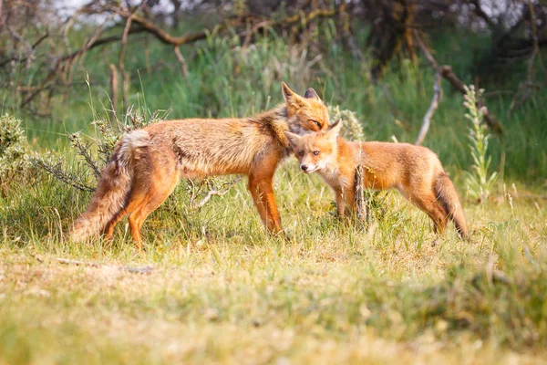 Red Fox Mládětem Zelené Louce — Stock fotografie