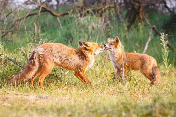 Raposa Vermelha Com Filhote Prado Verde — Fotografia de Stock