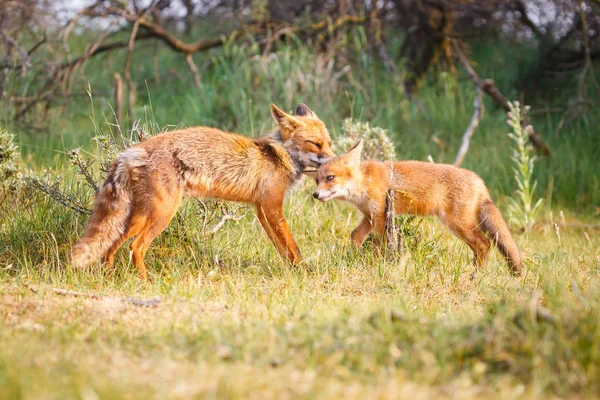 Red Fox Cub Zielony Łąka — Zdjęcie stockowe