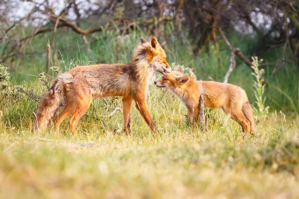 Red Fox Cub Zielony Łąka — Zdjęcie stockowe