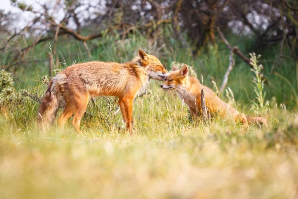 緑の草原でのカブと赤狐 — ストック写真