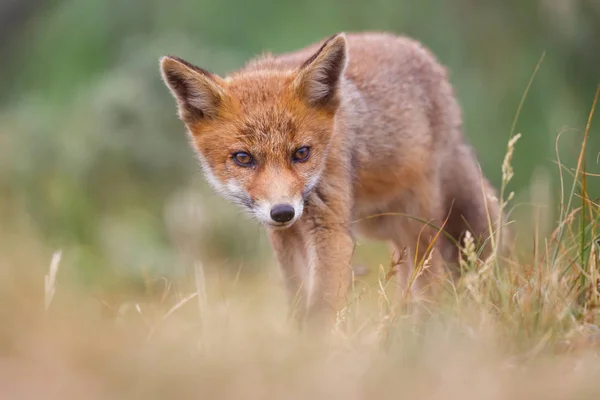 Cute red fox cub on green meadow