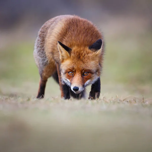 Carino Volpe Rossa Habitat Naturale — Foto Stock