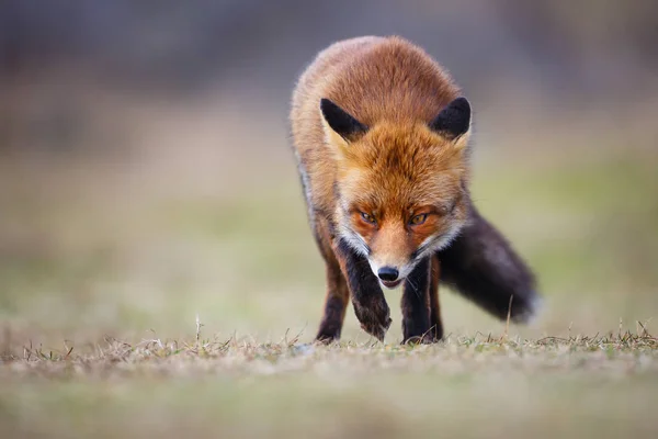 Cute Red Fox Naturalnym Środowisku — Zdjęcie stockowe