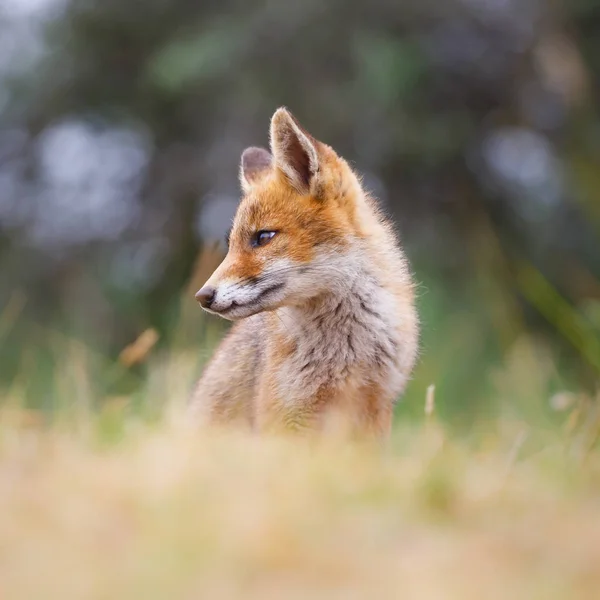 緑の牧草地にかわいい赤狐カブ — ストック写真