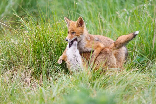 Vörös Róka Cub Zöld Réten — Stock Fotó