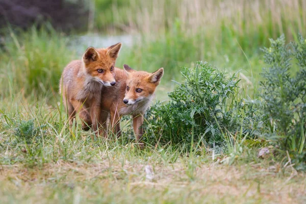 Red Fox Mládětem Zelené Louce — Stock fotografie