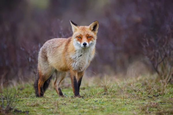 Roztomilý Red Fox Přirozeném Prostředí — Stock fotografie