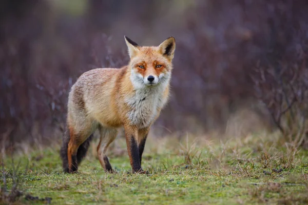 Niedlicher Rotfuchs Natürlichem Lebensraum — Stockfoto