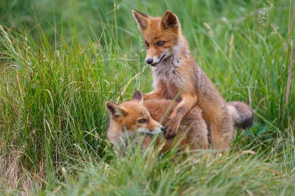 緑の草原でのカブと赤狐 — ストック写真