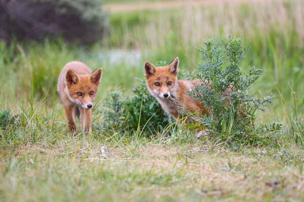 Red fox with cub on green meadow