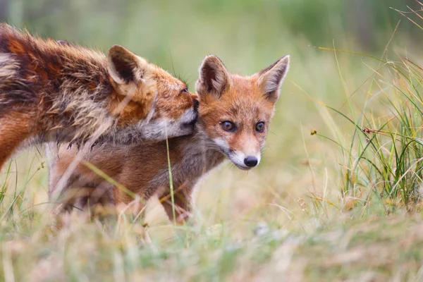 Red Fox Cub Zielony Łąka — Zdjęcie stockowe