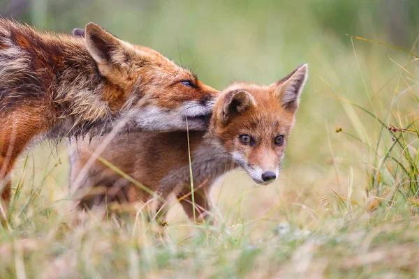 Red Fox Mládětem Zelené Louce — Stock fotografie