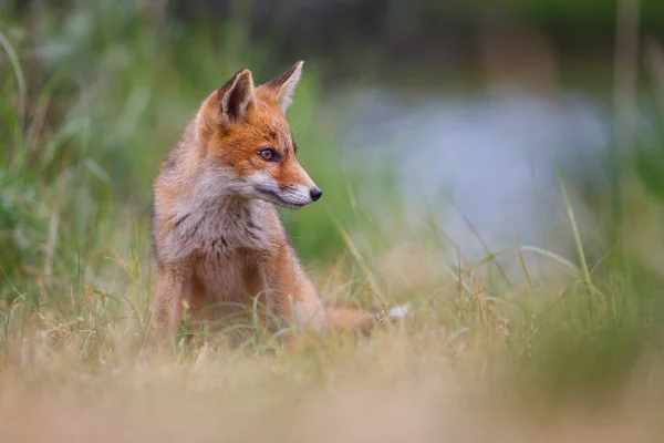 緑の牧草地にかわいい赤狐カブ — ストック写真