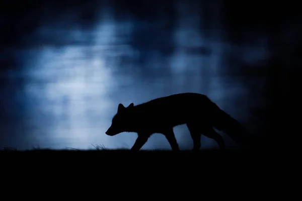 日落时狂野的红色狐狸剪影 — 图库照片