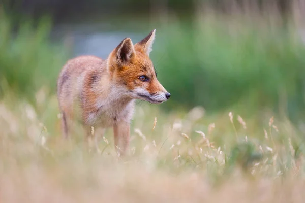 緑の牧草地にかわいい赤狐カブ — ストック写真